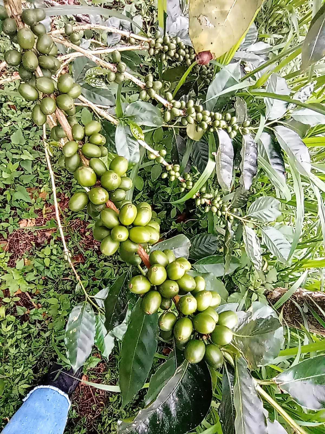 バリ島農園だより No.22 ~コーヒーの希少種~