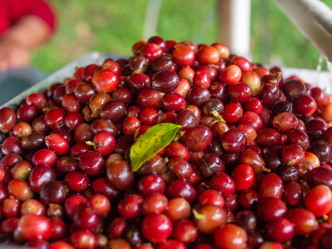 コーヒーチェリー coffee cherries