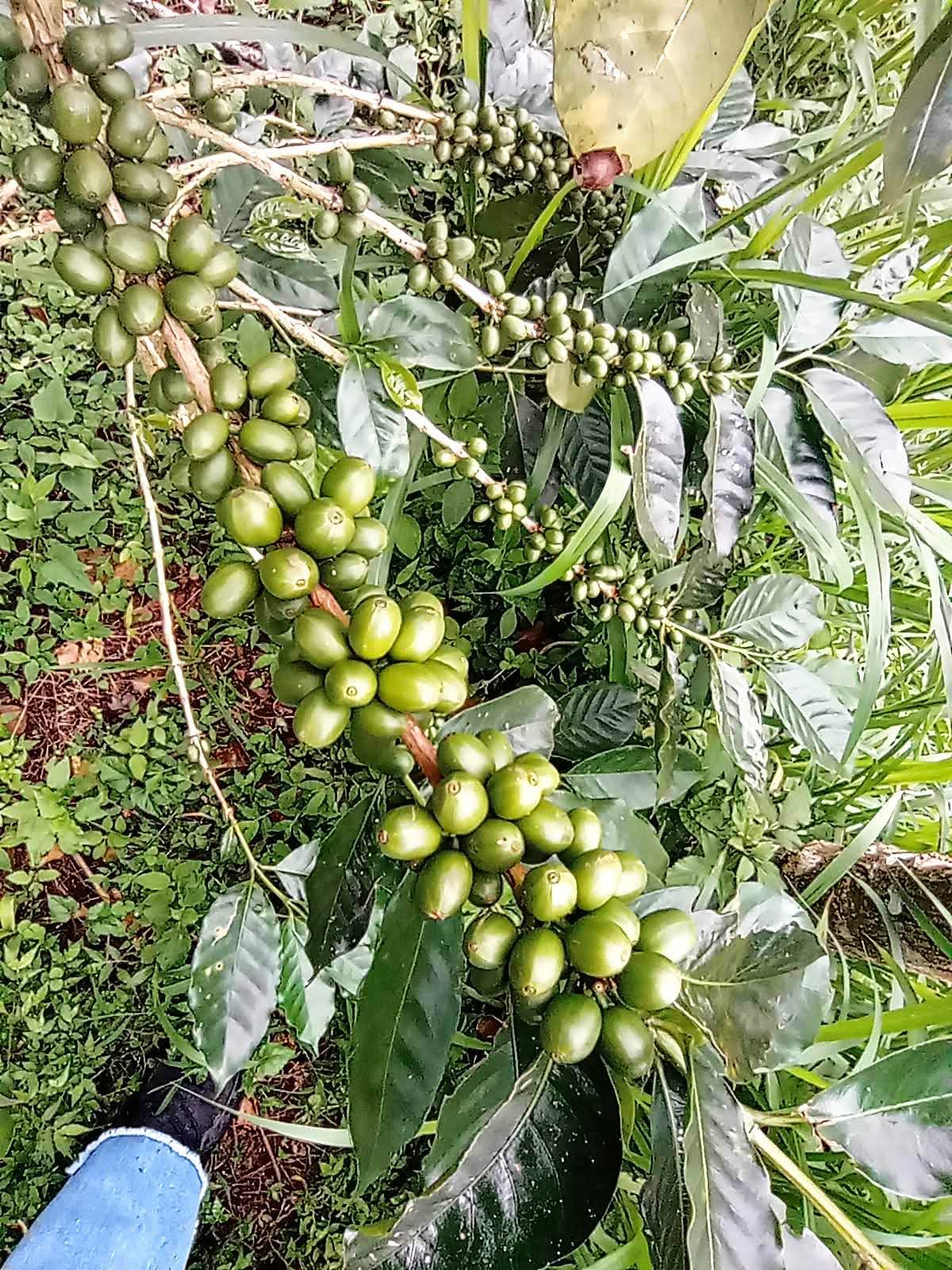 バリ島農園だより No.22 ～コーヒーの希少種～