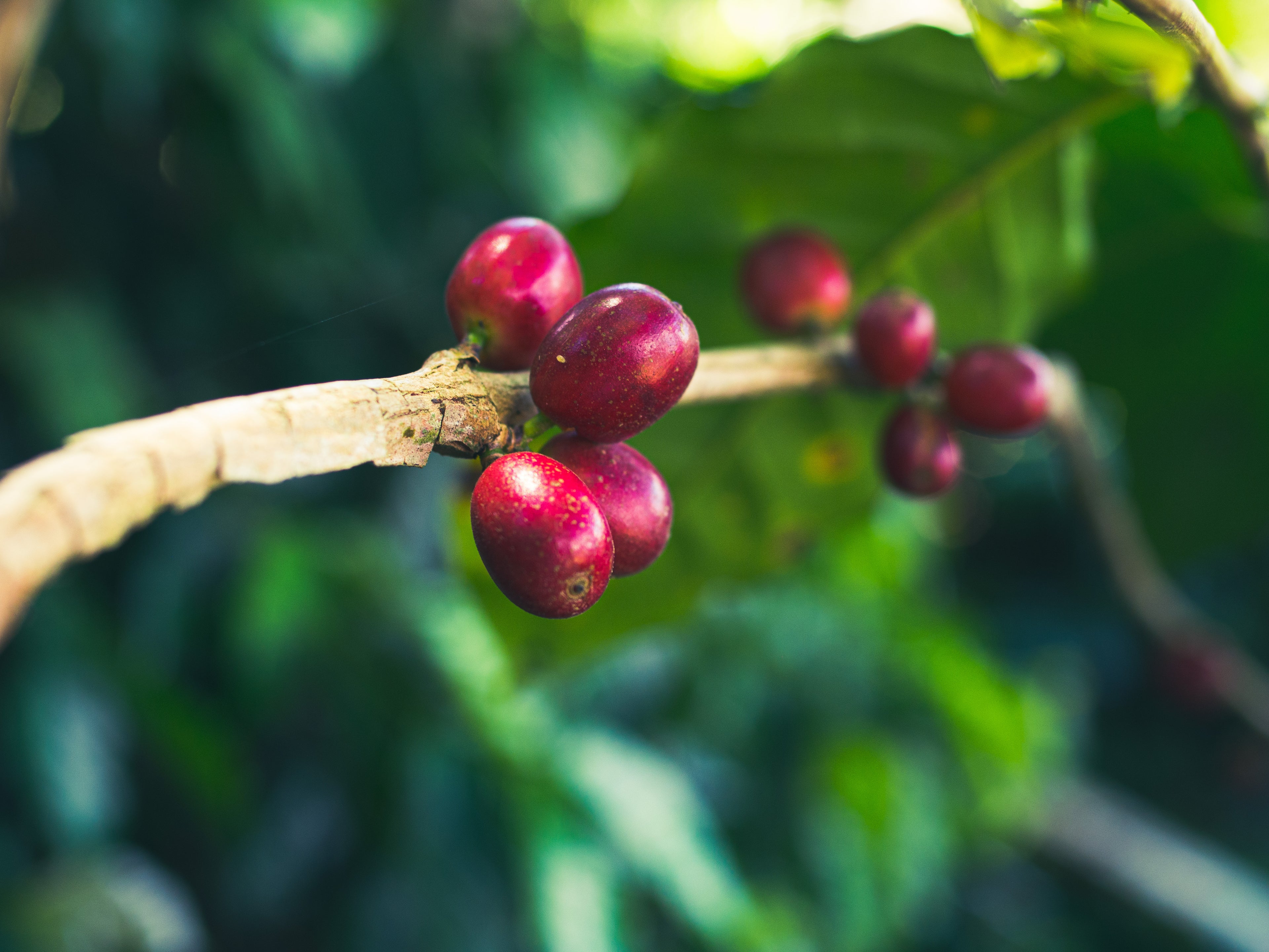 バリ島農園だより No.43 ～コーヒーチェリーの収穫～