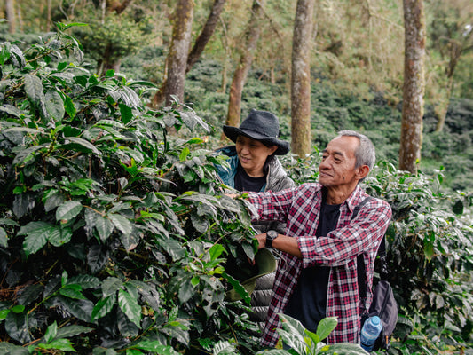 バリ島コーヒー農園だより No.48 ～パックヨセフのティピカ農園・インドネシア、レンバン～